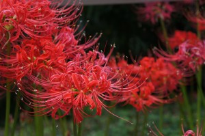 DSC04284